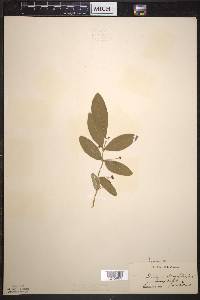 Lonicera oblongifolia image