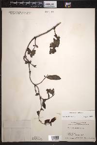 Lonicera dioica image