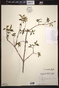 Lonicera canadensis image