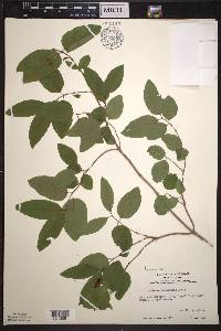 Lonicera canadensis image