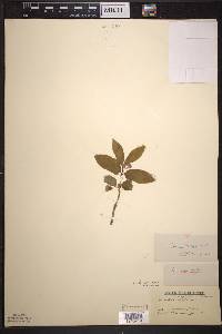 Lonicera canadensis image