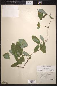 Lonicera dioica image