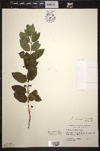 Lonicera tatarica image