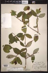 Lonicera dioica image