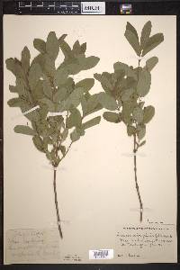 Lonicera oblongifolia image