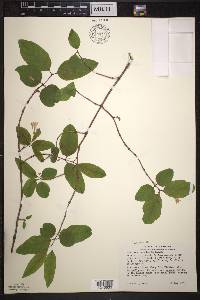 Lonicera canadensis image