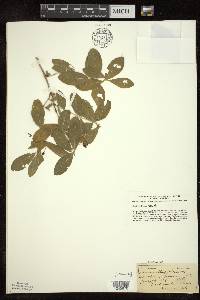 Lonicera oblongifolia image