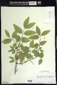 Lonicera canadensis image