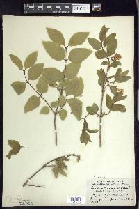 Lonicera canadensis image