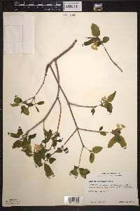 Lonicera canadensis image