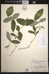 Lonicera dioica image