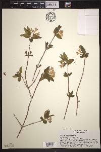 Lonicera canadensis image