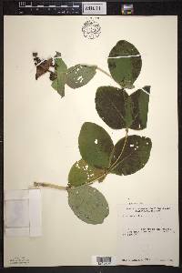 Lonicera hirsuta image