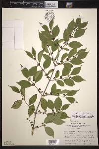 Lonicera maackii image