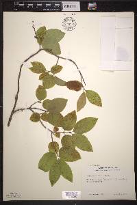 Lonicera canadensis image