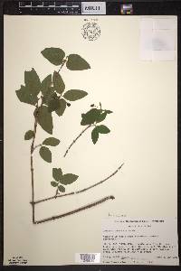 Lonicera canadensis image