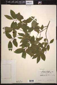 Lonicera canadensis image