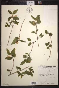 Lonicera canadensis image