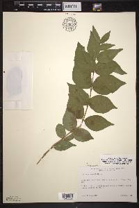 Lonicera maackii image