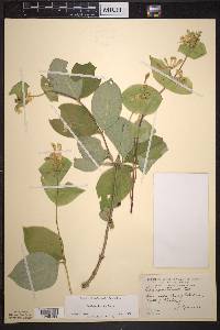 Lonicera hirsuta image