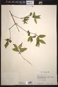 Lonicera canadensis image