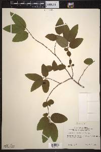 Lonicera canadensis image