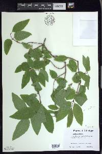 Lonicera canadensis image