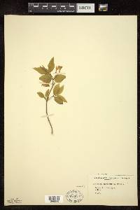 Lonicera canadensis image