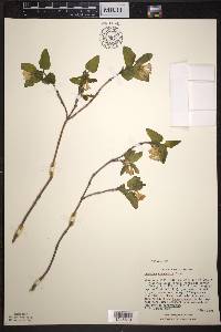 Lonicera canadensis image