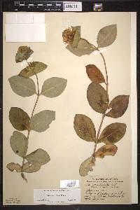 Lonicera hirsuta image