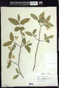 Lonicera canadensis image