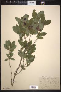 Lonicera oblongifolia image