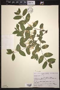 Lonicera morrowii image