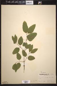 Lonicera canadensis image