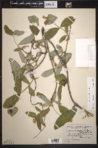 Lonicera dioica image