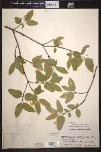 Lonicera canadensis image