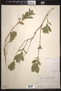 Lonicera oblongifolia image