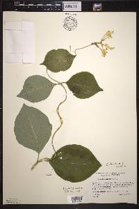 Lonicera hirsuta image