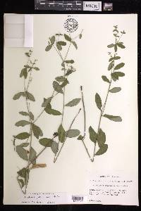 Euphorbia pubentissima image