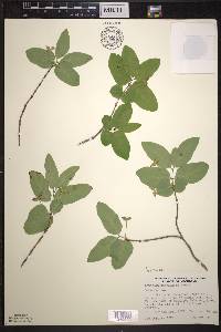 Lonicera canadensis image