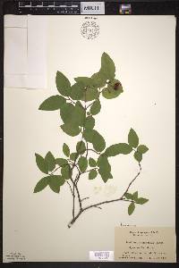 Lonicera canadensis image