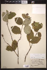 Lonicera hirsuta image