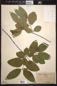 Lonicera canadensis image