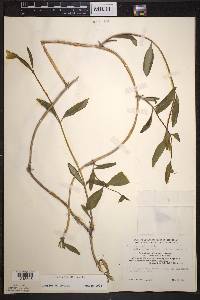 Lonicera dioica image