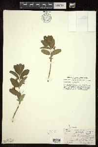 Lonicera oblongifolia image