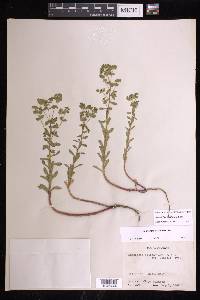 Euphorbia spathulata image