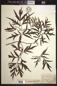 Sambucus racemosa subsp. pubens image