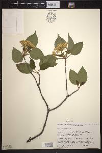 Viburnum lentago image