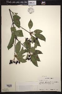 Viburnum lentago image