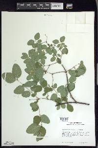 Symphoricarpos albus image